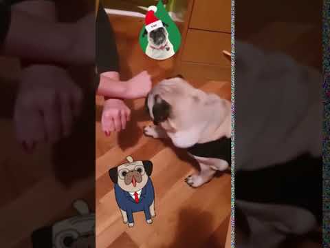 Pug Puppy Tobi Learning Tricks - Funny Cute Animals #Shorts
