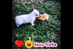 Puppy meets rabbit for the first time #shorts #love