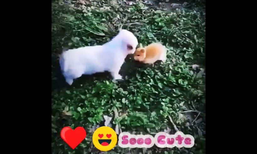 Puppy meets rabbit for the first time #shorts #love