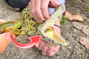 RESCUED ! BABY TURTLE FOUND SWALLOWED BY CROCODILE ! WILL WE SAVE HIM ?!