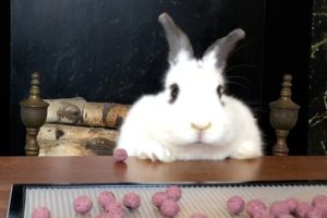 Rampage Rabbit has a SNACK ATTACK | Funniest Pets of the Week