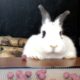 Rampage Rabbit has a SNACK ATTACK | Funniest Pets of the Week