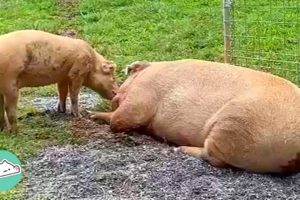 Rascal Piglet Transformed Grumpy Old Bro Into a Softie | Cuddle Farm