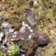 Removal barnacles on sea turtle, rescue sea animals | sea turtles