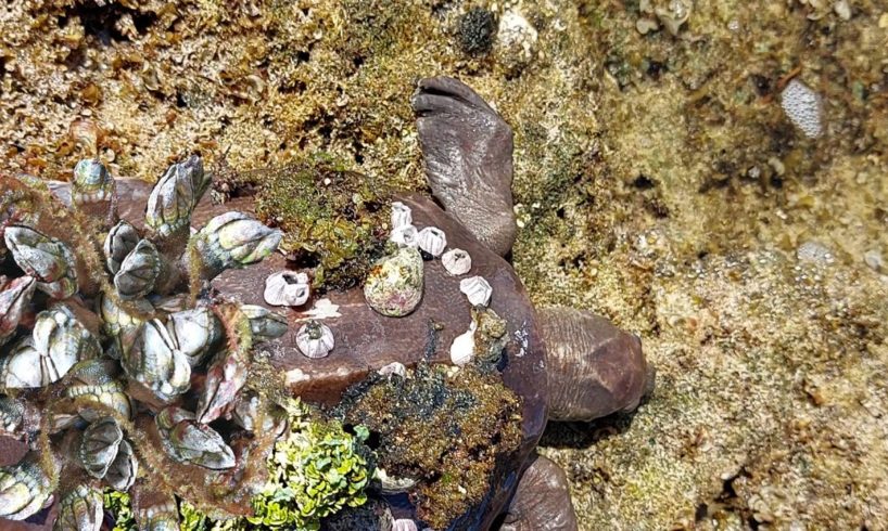 Removal barnacles on sea turtle, rescue sea animals | sea turtles