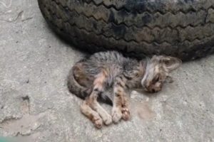 Rescue The Exhausted Little Stray kitten On The Village Road