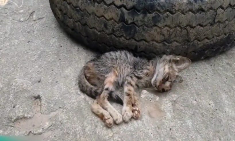 Rescue The Exhausted Little Stray kitten On The Village Road