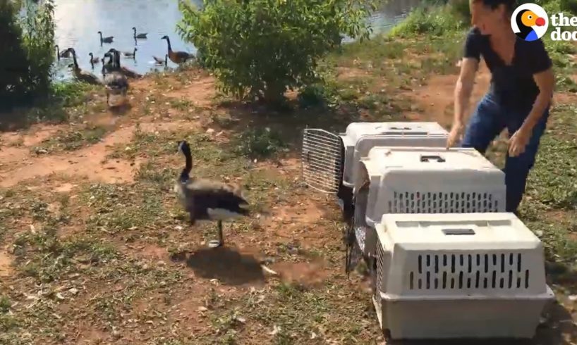 Rescued Animals Returning To The Wild