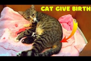 Rescued Cat giving birth to 3 kittens first time | Cat rescue