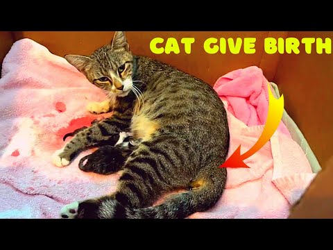 Rescued Cat giving birth to 3 kittens first time | Cat rescue