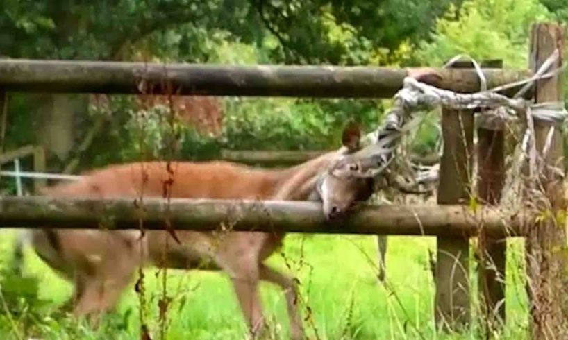 Rescues Only Had 30 Minutes To Save This Deer  | The Dodo
