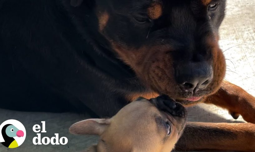 Rottweiler recibe un cachorro y tiene la reacción más sorprendente | Pequeño y Valiente | El Dodo