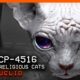 SCP-4516 │ *Hyper-religious cats │ Euclid │ Extraterrestrial SCP