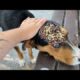 SHHT ! ! Stray Dog Just Wanting Eat Food ! ! Animal Rescue Video 2022