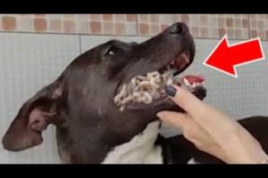😱SHOCK! Dog Rescued From 70000+ MAGGOTS! Remove MAΝGOWORMS & Animal Rescue!