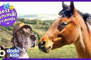 Scared Horses Are Helped By A Hero Dog | Animal Videos For Kids | Dodo Kids