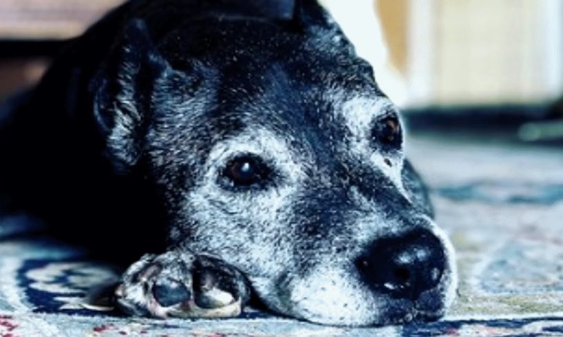 Senior dog had just an hour left. Then a family saved her.