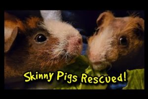 Skinny Pigs Rescued