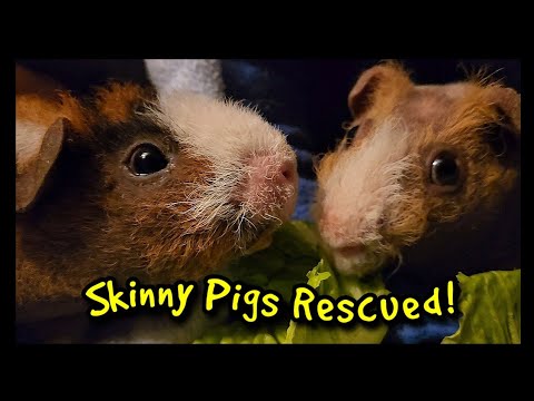 Skinny Pigs Rescued