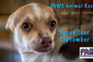 Speed Tour of PAWS Animal Rescue - Last Chance to see all of the Chihuahua Puppies.