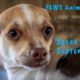 Speed Tour of PAWS Animal Rescue - Last Chance to see all of the Chihuahua Puppies.