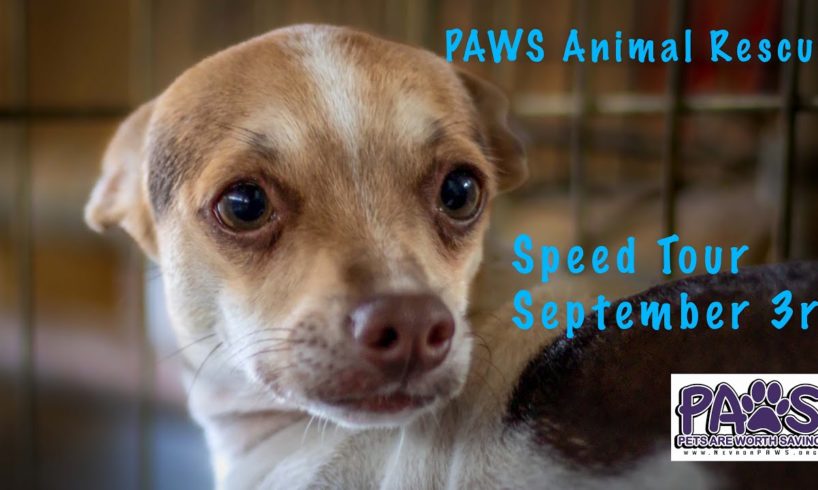 Speed Tour of PAWS Animal Rescue - Last Chance to see all of the Chihuahua Puppies.