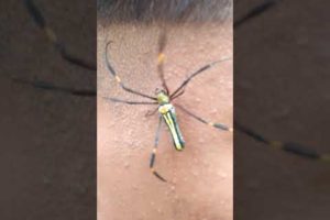 Spider playing on the face of man|| beautiful insects and animals 2