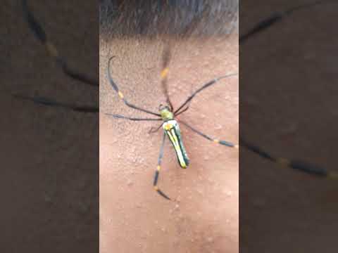 Spider playing on the face of man|| beautiful insects and animals 2
