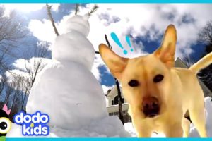 Stella The Dog Smashes Every Single Snowman | Animal Videos | Dodo Kids