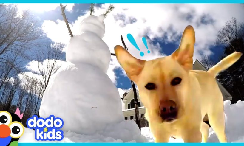 Stella The Dog Smashes Every Single Snowman | Animal Videos | Dodo Kids