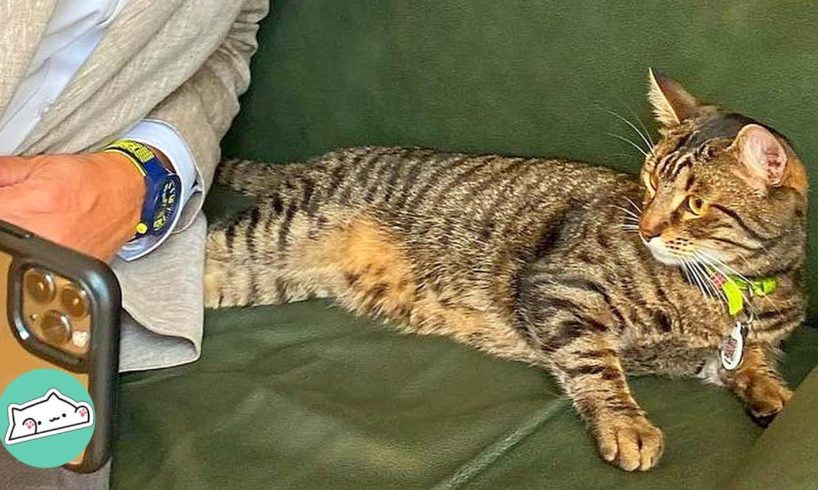 Stray Cat Jumps off Tree And Starts Living in City Hall | Cuddle Buddies