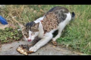 Stray Cats Were Waiting For Help ๐ We Always Help Them With Love (Animal Rescue / Cat Rescue )