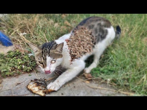 Stray Cats Were Waiting For Help 🙏 We Always Help Them With Love (Animal Rescue / Cat Rescue )