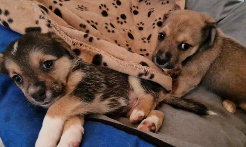 Stray mother dog has the chance to raise her puppies with safety.