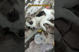 Street Dog Rescue || Please Drive carefully #shorts #streetdog #respectdog #humanity