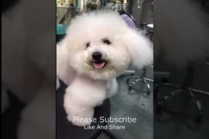 Super Cutest Puppy Cutting Hair, Dogs Fashion 2022 #112 #shorts