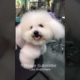 Super Cutest Puppy Cutting Hair, Dogs Fashion 2022 #112 #shorts