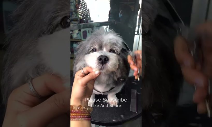 Super Cutest Puppy Cutting Hair, Dogs Fashion 2022 #146 #shorts