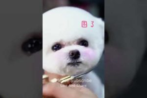 Super Cutest Puppy Cutting Hair, Dogs Fashion 2022 #151 #shorts