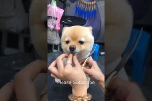 Super Cutest Puppy Cutting Hair, Dogs Fashion 2022 #73 #shorts