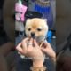 Super Cutest Puppy Cutting Hair, Dogs Fashion 2022 #73 #shorts