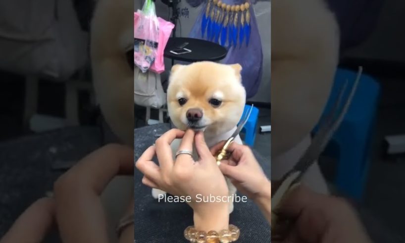 Super Cutest Puppy Cutting Hair, Dogs Fashion 2022 #73 #shorts