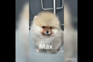 TEACUP VIDEO COMPILATION Cutest Puppies In The World #dog #viral #teacup #pomeranian #puppies