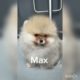 TEACUP VIDEO COMPILATION Cutest Puppies In The World #dog #viral #teacup #pomeranian #puppies