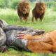 TERRIBLE! LION SCRATCHES GIANT PYTHON►LION Vs BUFFALO►Craziest Animal Fights Caught On Camera!