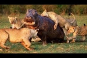 THE MOST SAVAGE AND DEADLIEST ANIMAL FIGHTS EVER!!!