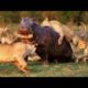 THE MOST SAVAGE AND DEADLIEST ANIMAL FIGHTS EVER!!!