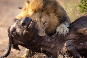 TOP 10 LION HUNTING ANIMALS MOMENTS