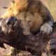 TOP 10 LION HUNTING ANIMALS MOMENTS