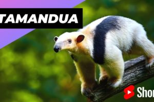 Tamandua 🦥 One Of The Cutest And Most Exotic Animals In The World #shorts
